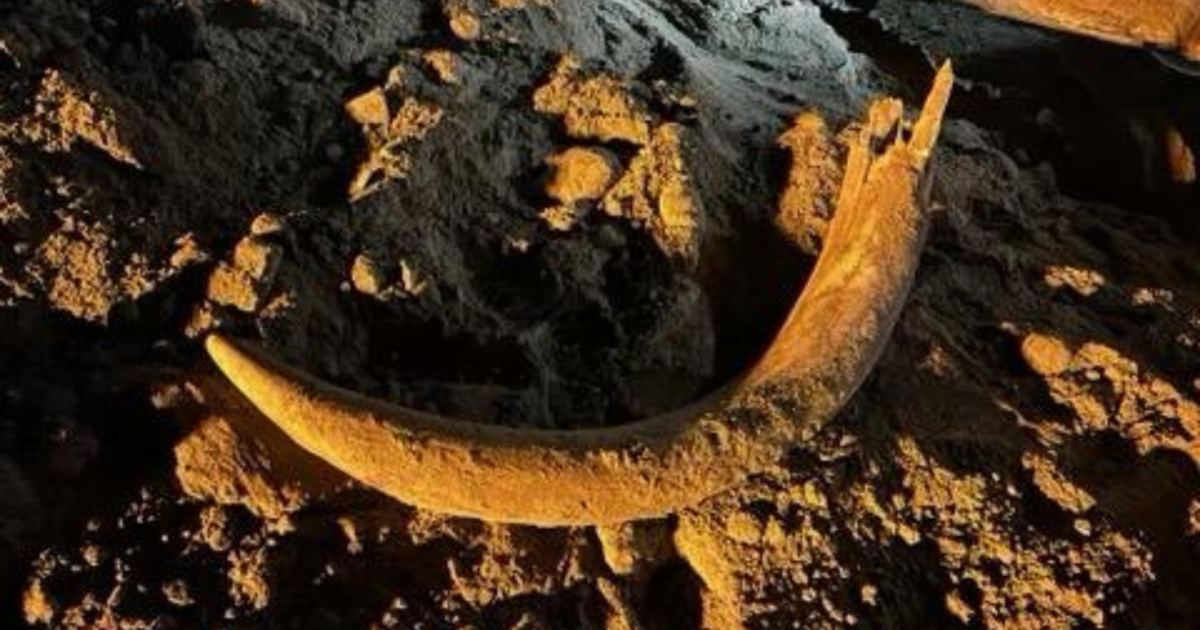 Coal Miners Unearth Rare Mammoth Fossil in North Dakota