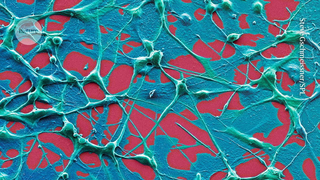 Featured image for mRNA COVID vaccines show promise in enhancing cancer treatment and survival