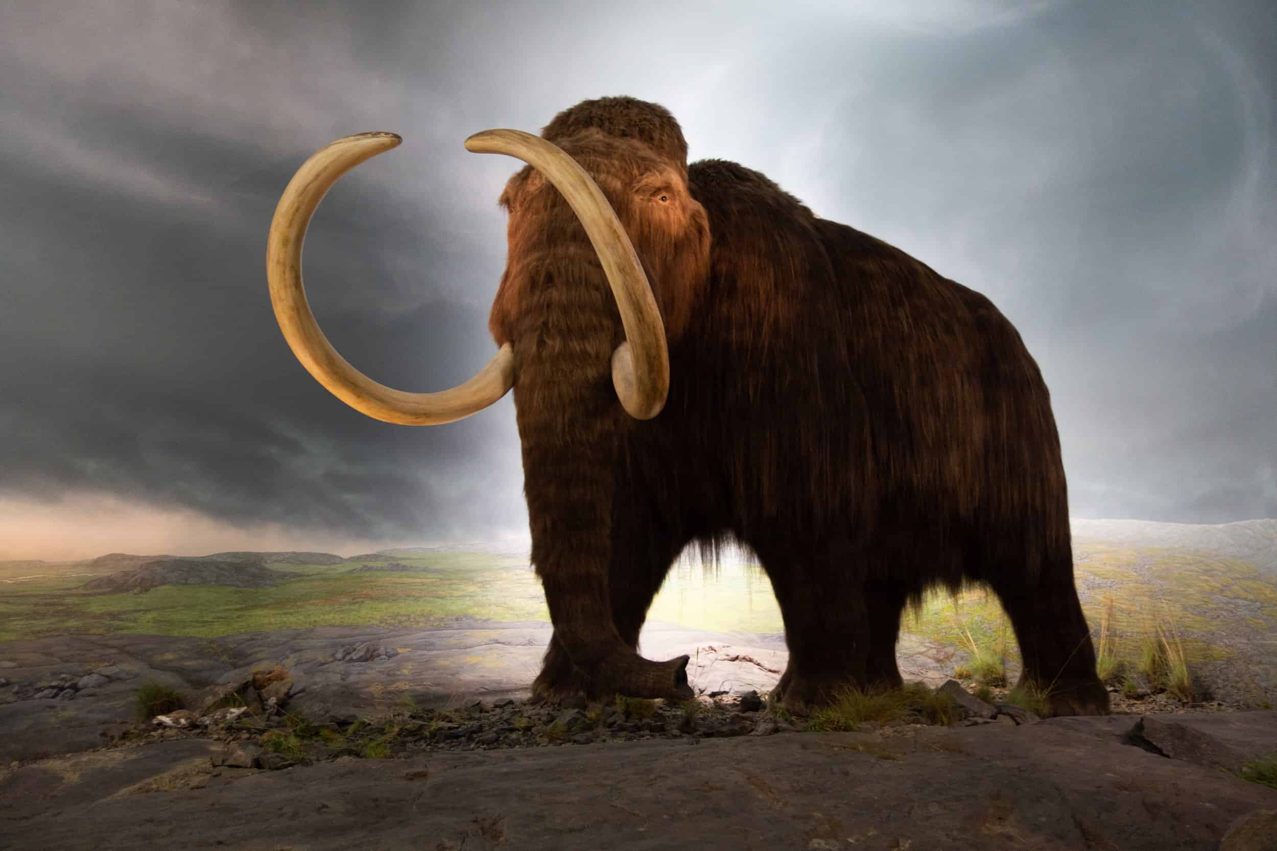 Featured image for "The Evolutionary Mystery of Shrinking Species: New Study Reveals Why Giant Animals Are No Longer"