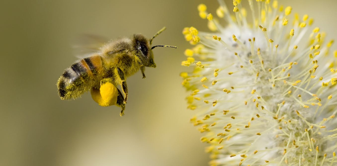 Featured image for The Remarkable Decision-Making Abilities of Bees: Inspiring the Future of AI