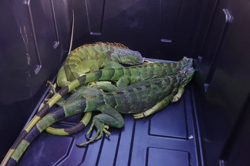 South Florida Faces Freezing Iguanas as Cold Snap Triggers Public Drop-Offs