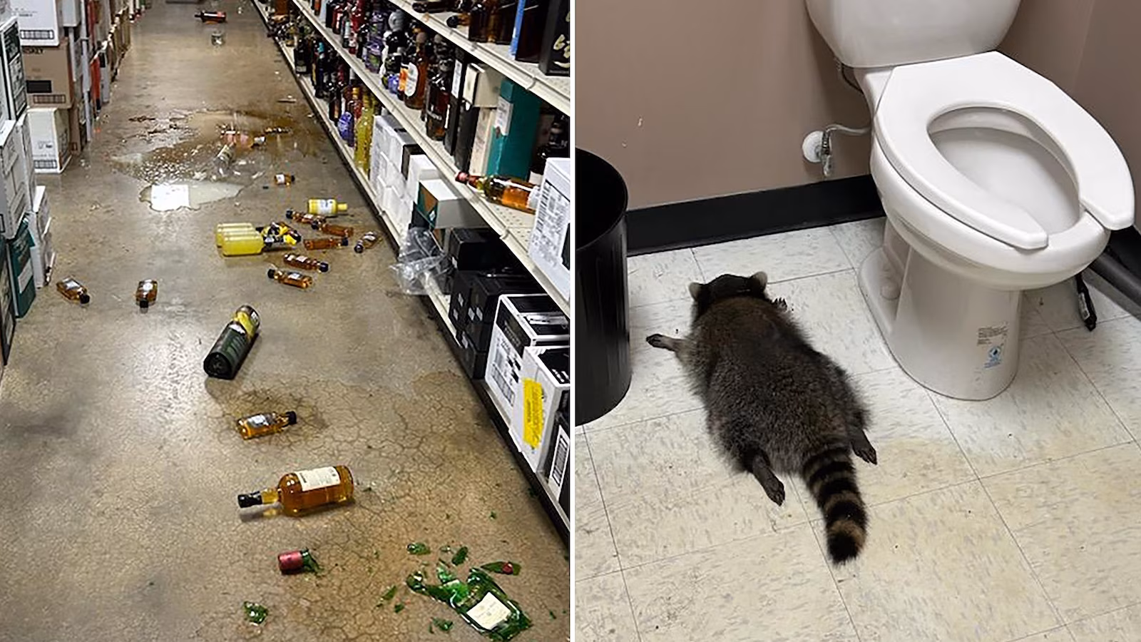 Featured image for Drunk Raccoon Passes Out in Liquor Store Bathroom
