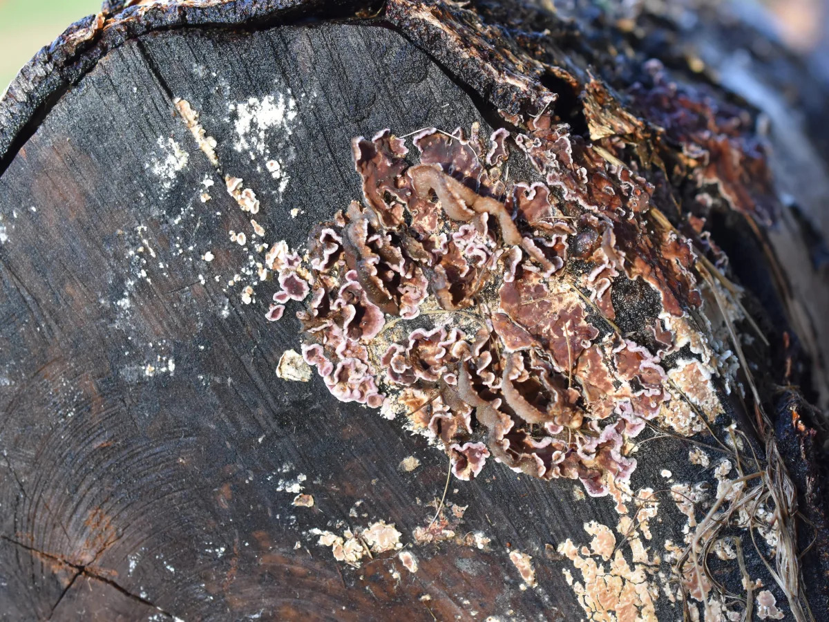 Plant Fungus Jumps to Humans: First Case Reported in Kolkata Man