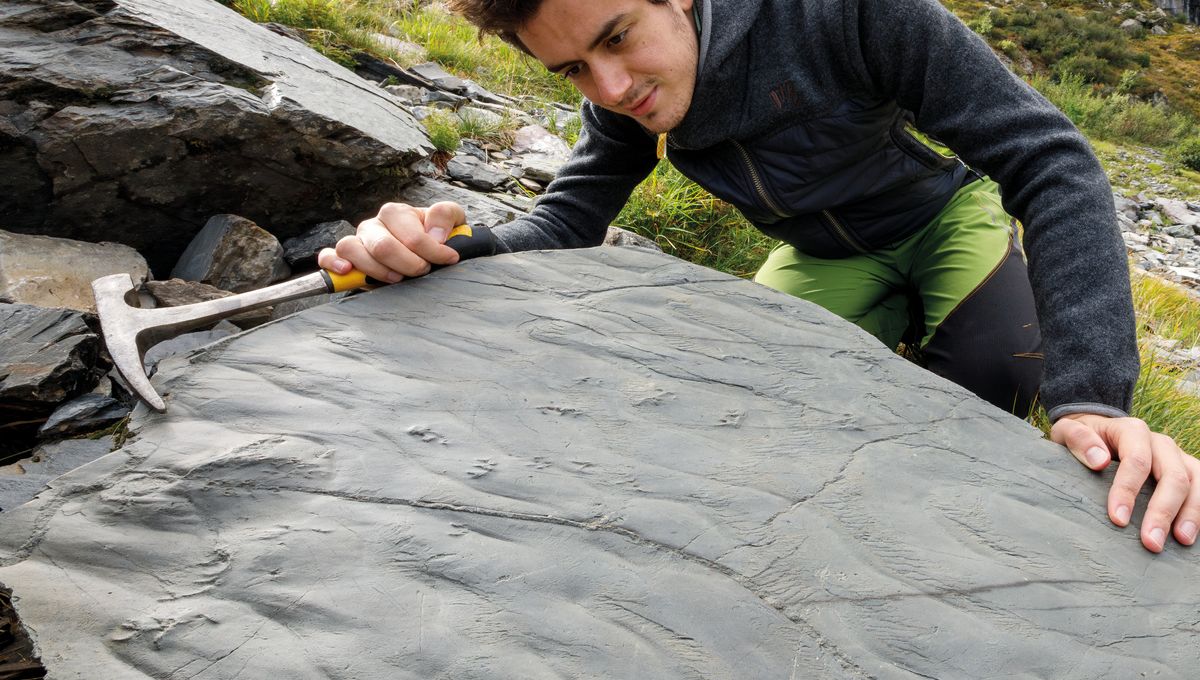 Hiker Uncovers 280-Million-Year-Old Ecosystem in the Alps