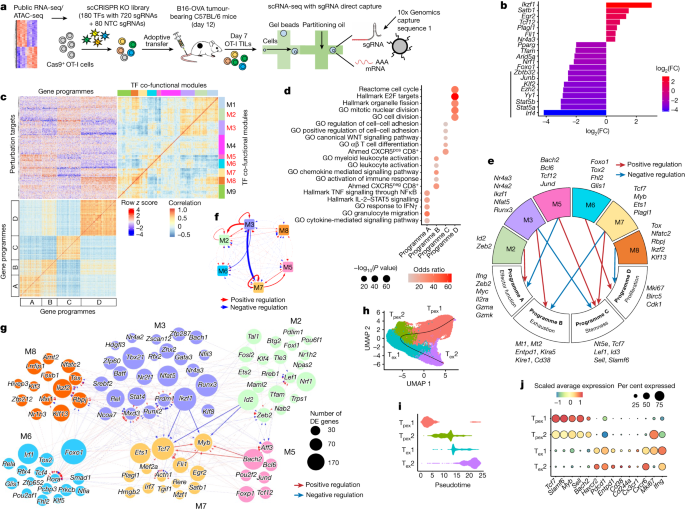 Advancements in Single-cell CRISPR Screens Enhance T Cell Immunotherapy