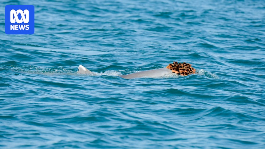 Featured image for Male Dolphins Use Sea-Sponge Wigs to Attract Mates