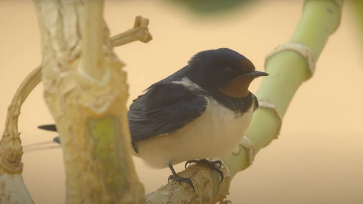 Featured image for Bird's Epic Battle for Survival in Saharan Sandstorm Caught on Camera
