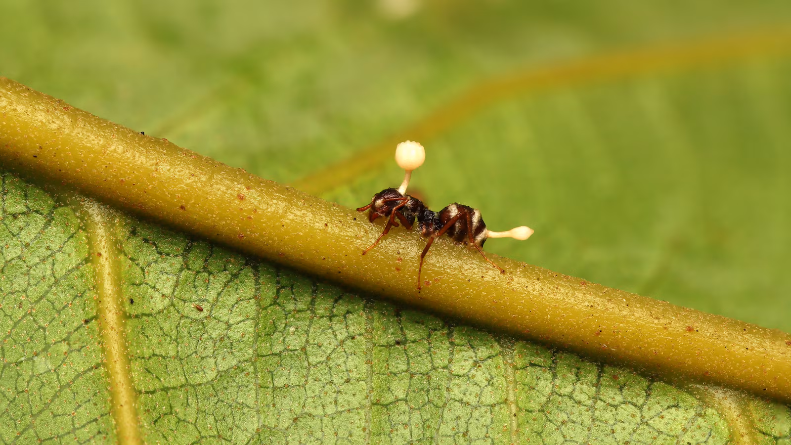 Featured image for Ancient 'Zombie' Fungi and Sea Spiders Reveal Surprising Survival Strategies