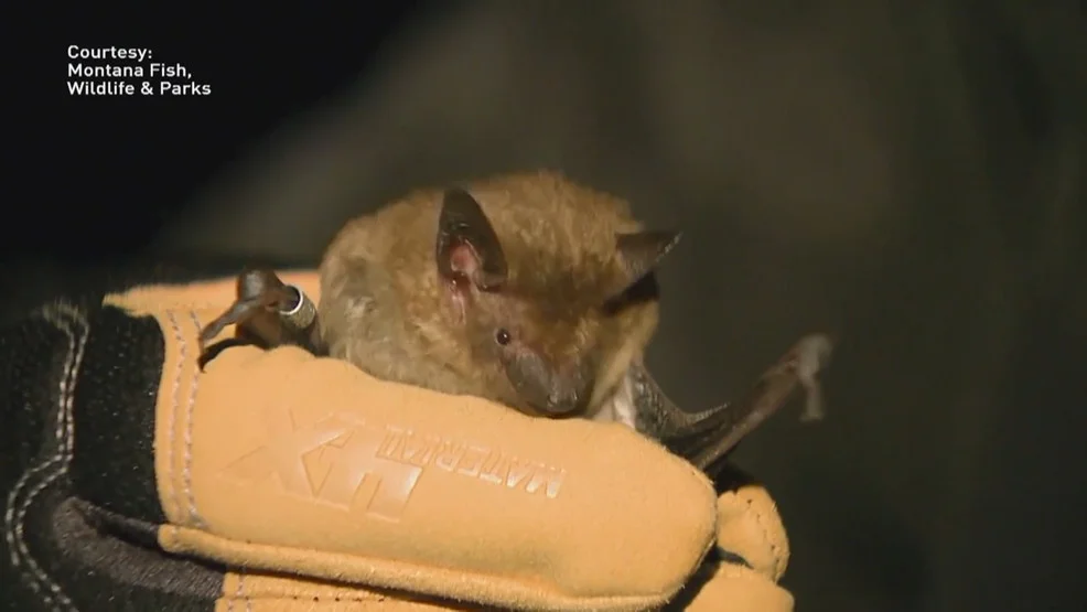 "Rabies Scare: Over 200 Rhode Islanders Seek Treatment for Bat Exposure"
