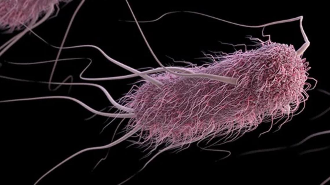 Featured image for E. coli Outbreak Traced to Farm, Affects Multiple States