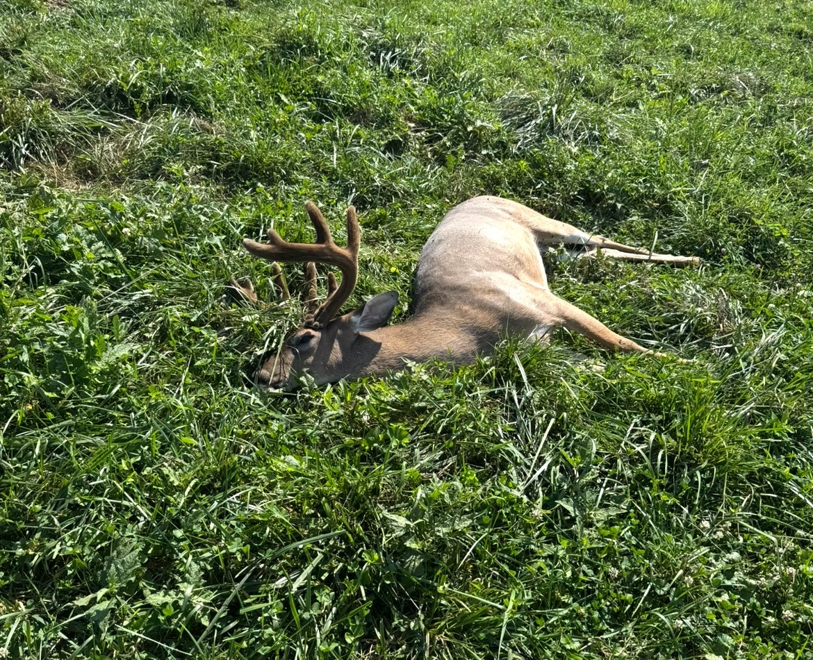 Featured image for EHD Outbreaks Spread Across Midwest and Ohio River Regions