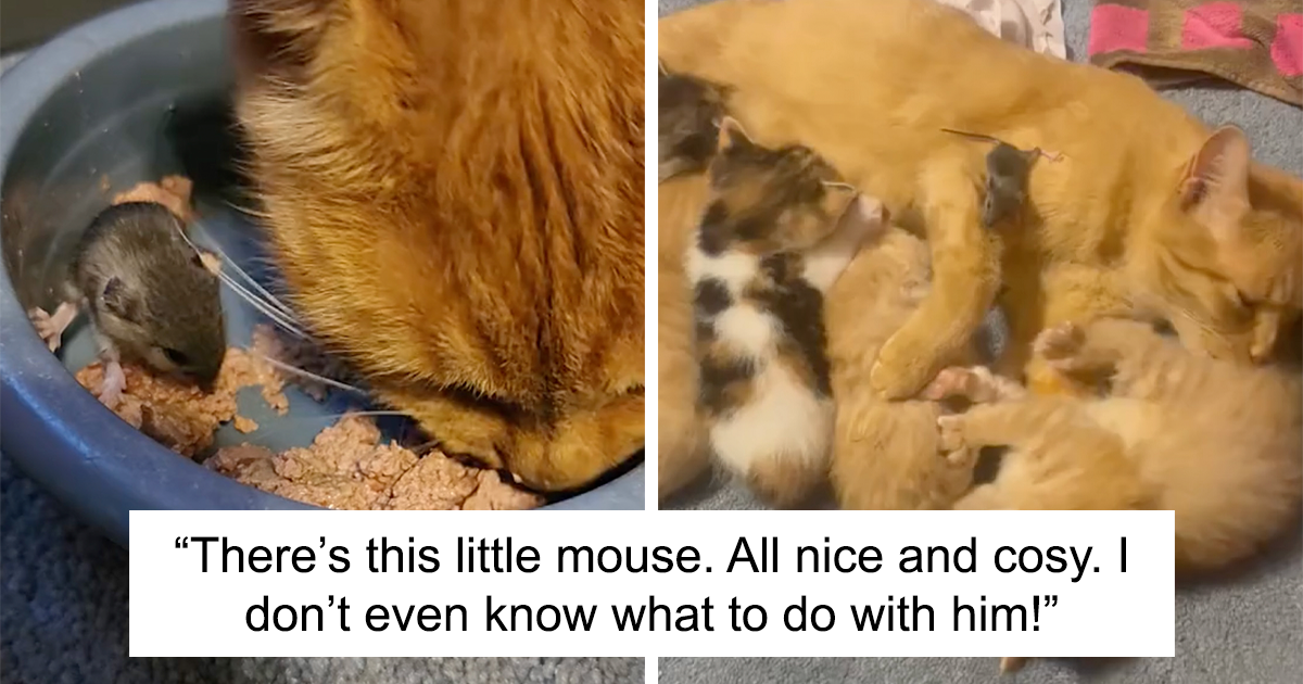 Featured image for "Mama Cat Surprises Everyone by Adopting a Mouse"