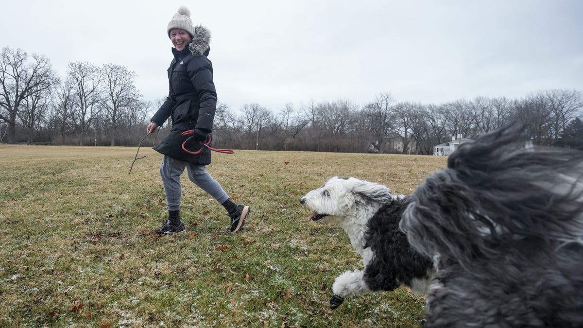 Featured image for Unidentified respiratory illness poses threat to Wisconsin dogs