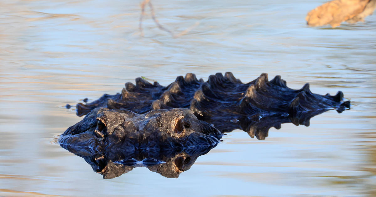 "750-Pound Alligator Seized from NY Home Sparks Legal Battle for Return"