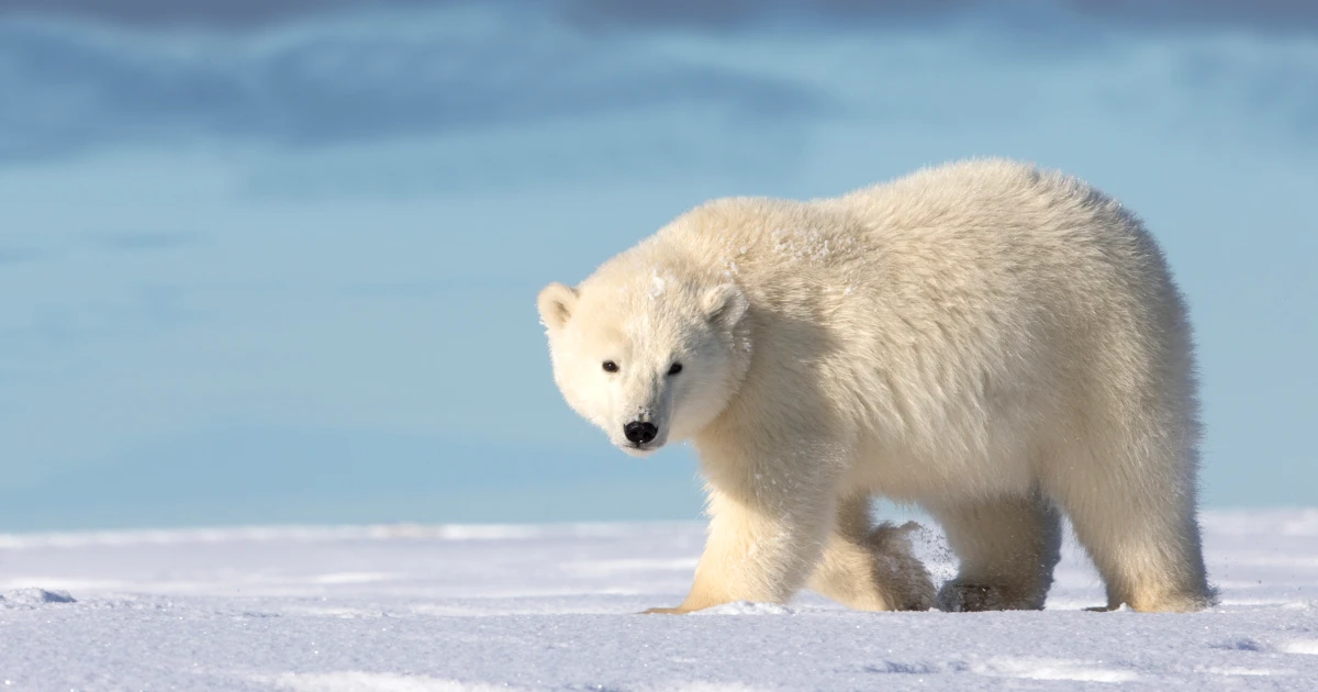Featured image for Heroic Husband Fends Off Polar Bear to Save Wife in Canada