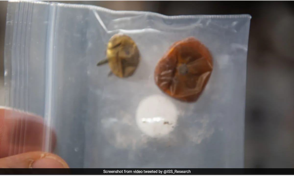 Featured image for Lost Space Tomatoes Found After 8 Months: NASA's Surprising Discovery