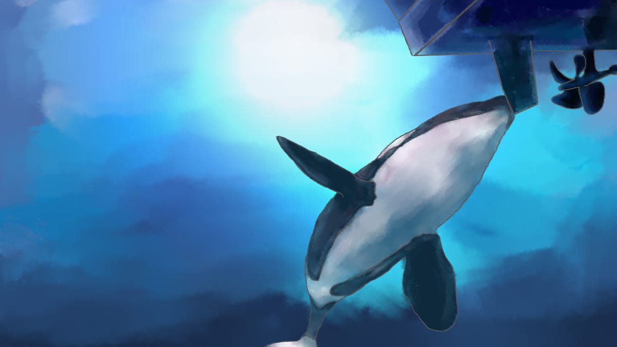 Featured image for "Scientists Probe Orcas' Boat-Sinking Spree"