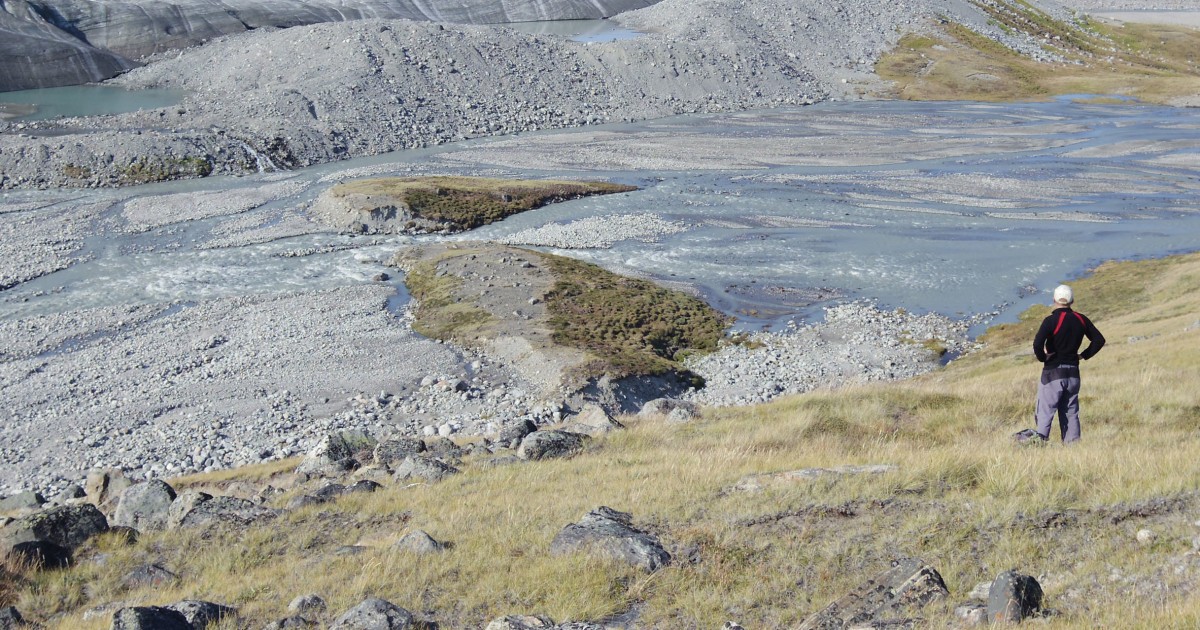 Featured image for "Rapid Vegetation Growth Replaces Melting Ice in Greenland, Signaling Climate Change"