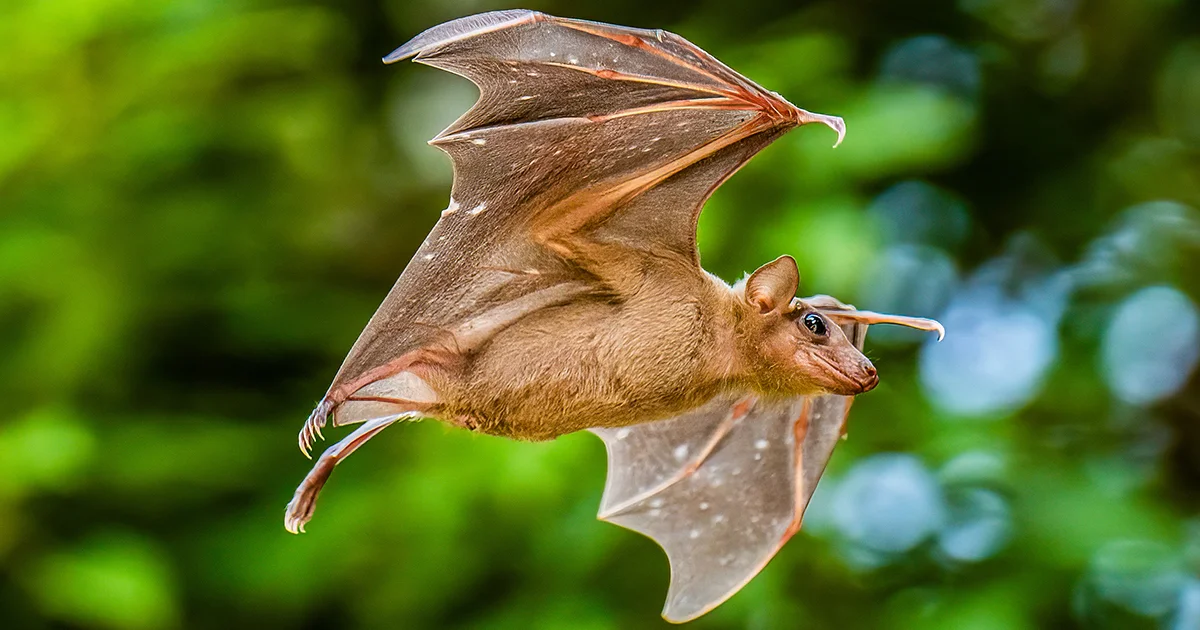 Bats on a Remote Island Reveal Real-World Brain Compass