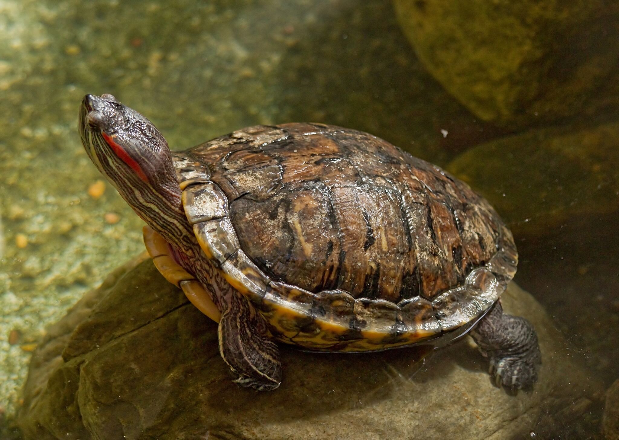 Featured image for Temperature's Role in Turtle Sex Determination Unveiled