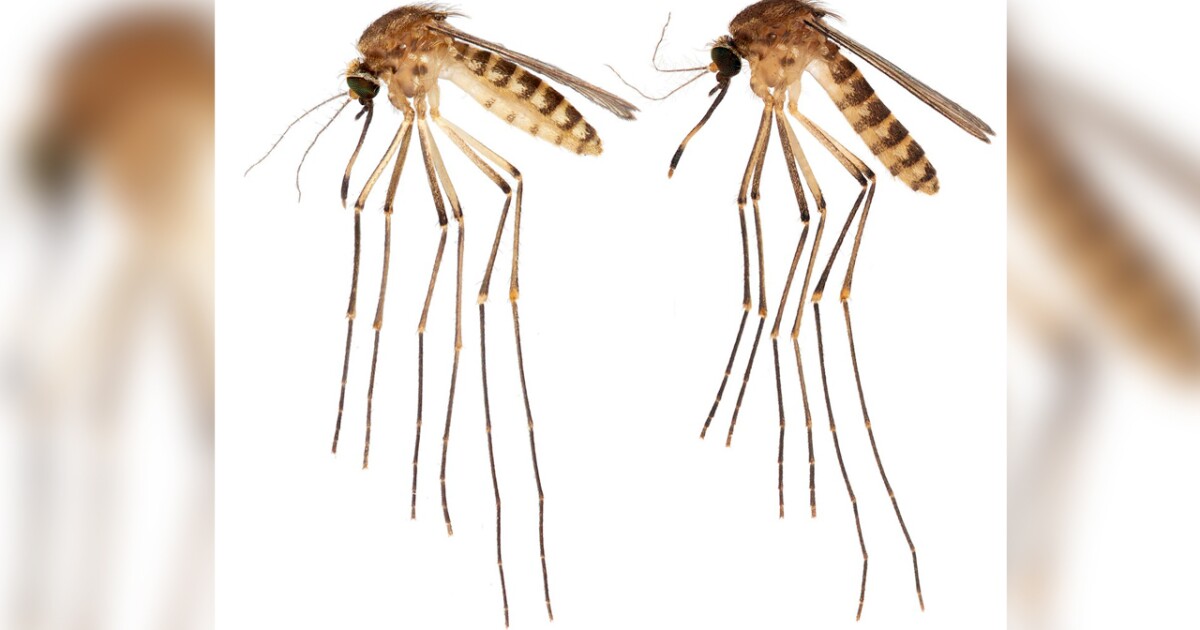 Invasive mosquito species discovered in Florida raises disease concerns.