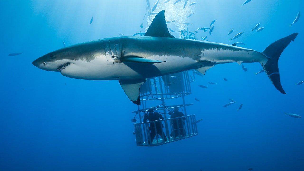 "Maryland Boy, 10, Attacked by Shark During Bahamas 'Shark Tank' Expedition"