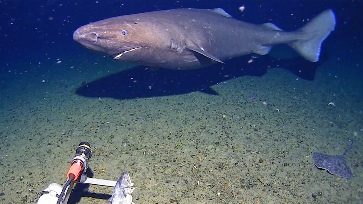 Sleeper Shark Surprises Antarctic Scientists With Deep-Sea Sighting