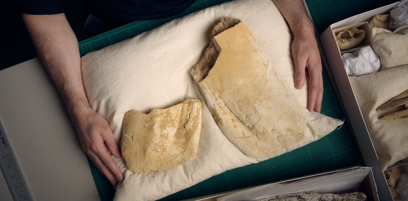 Featured image for Unexpected Discovery: Ancient Fossil Rewrites Evolutionary History of Baleen Whales