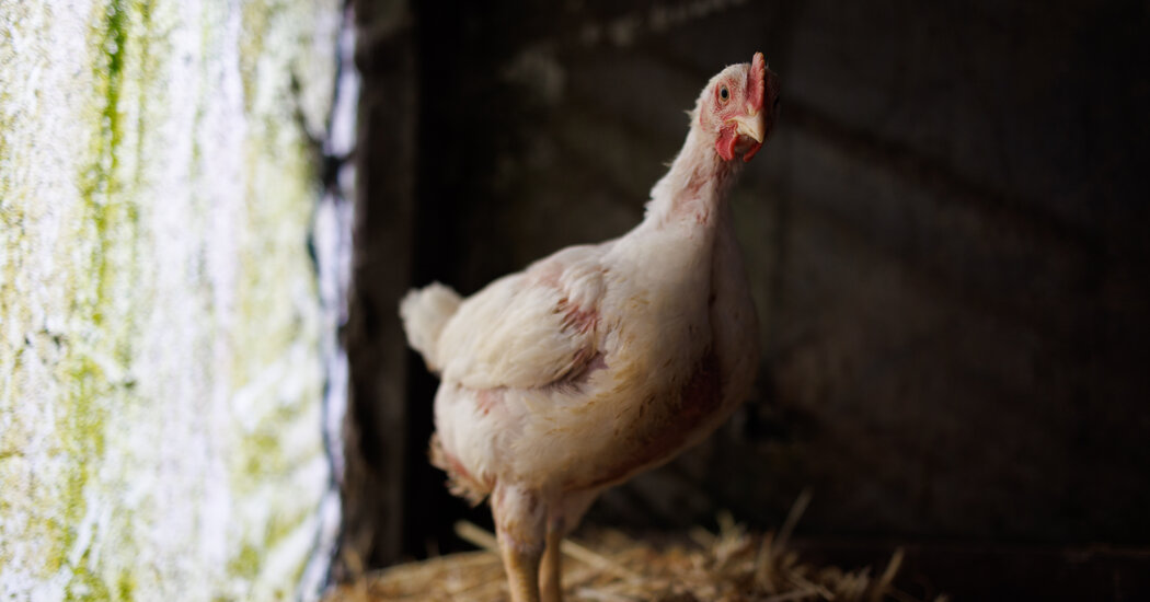 "Assessing the Risk: Bird Flu's Potential Impact on People and Food Safety"