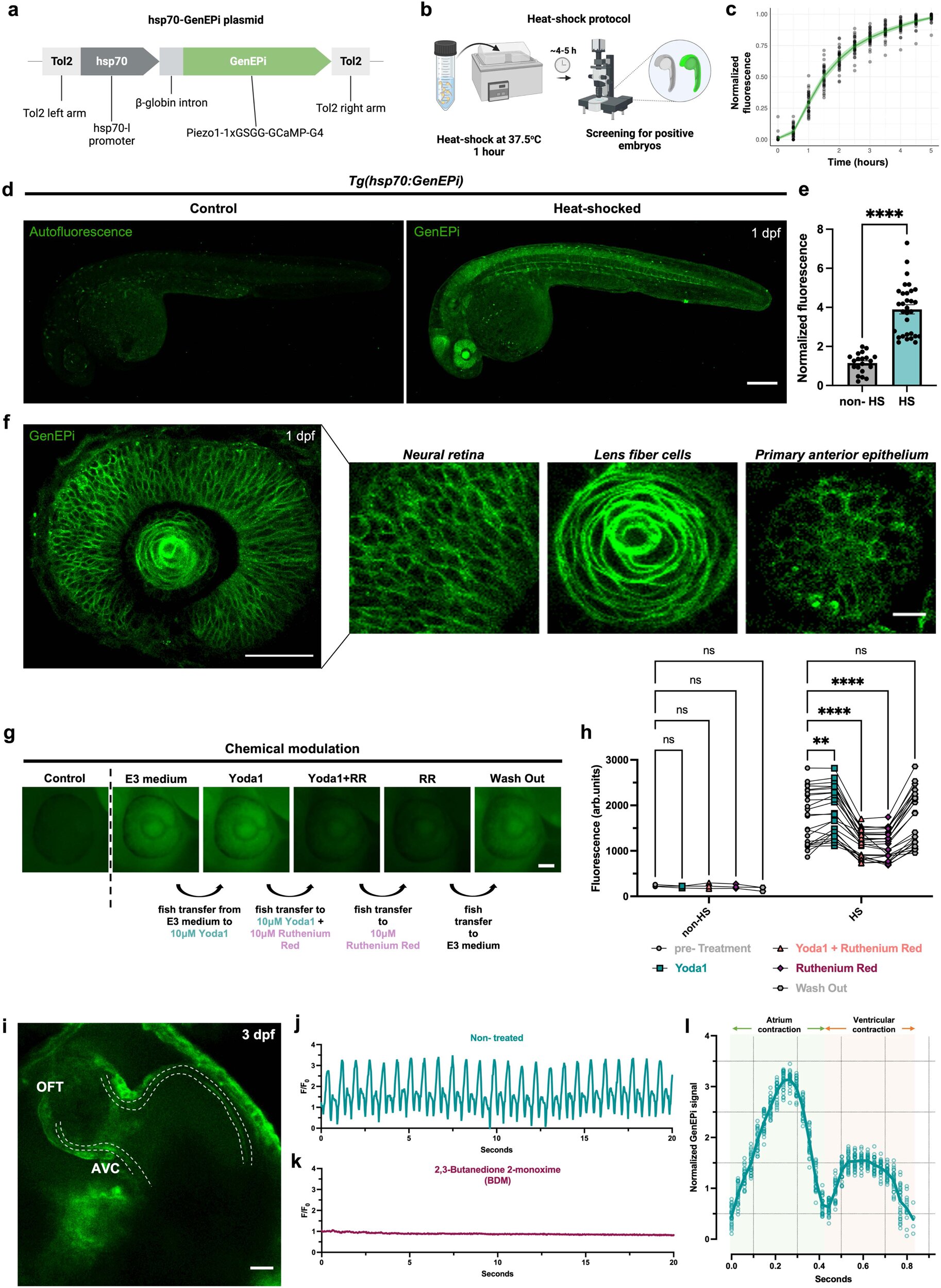 Featured image for "Groundbreaking Footage: Nobel-winning 'Pressure Sensors' Capture Microscopic Pressure Changes"