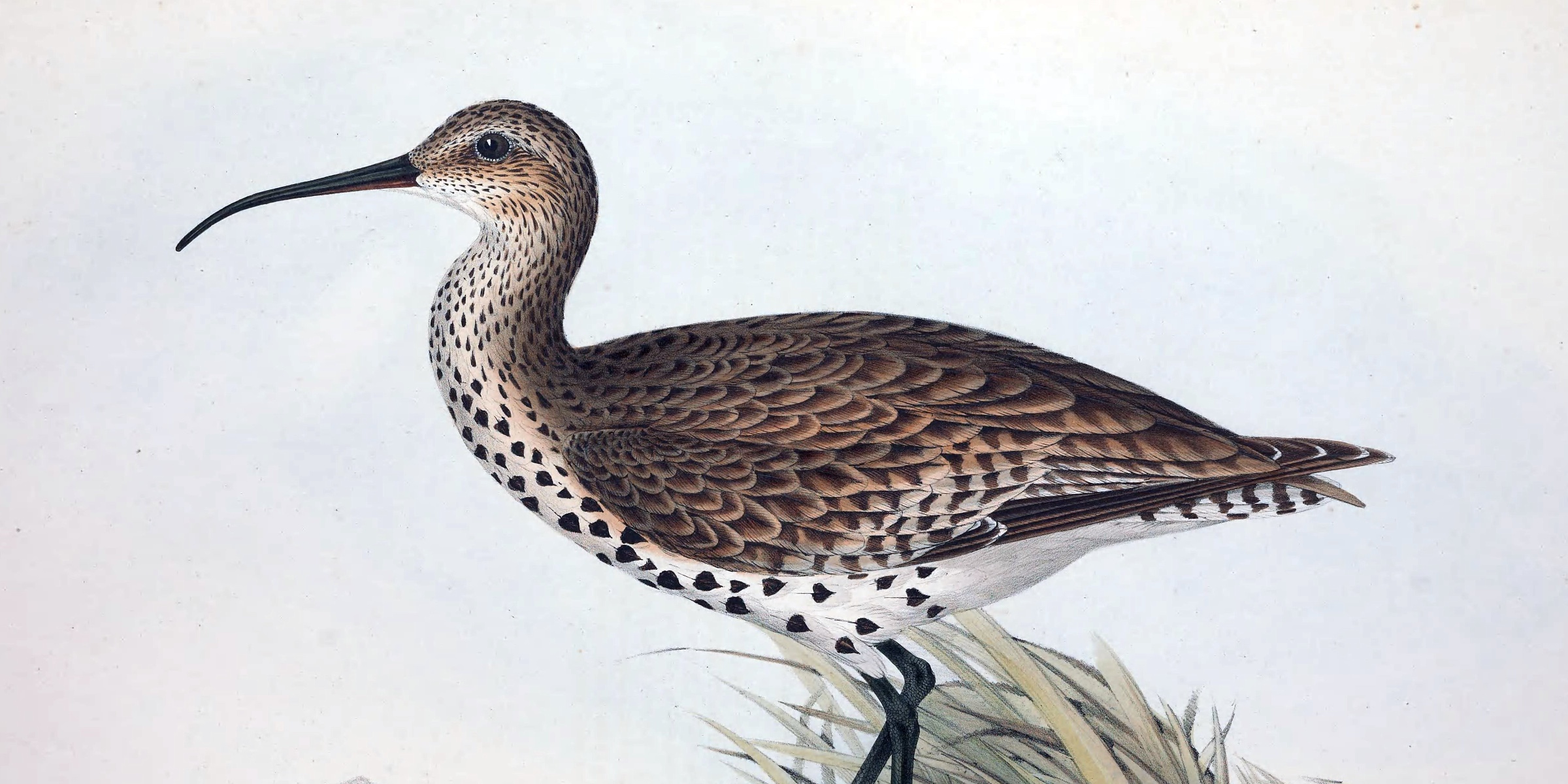 Featured image for Reflecting on Species Declared Extinct in 2025