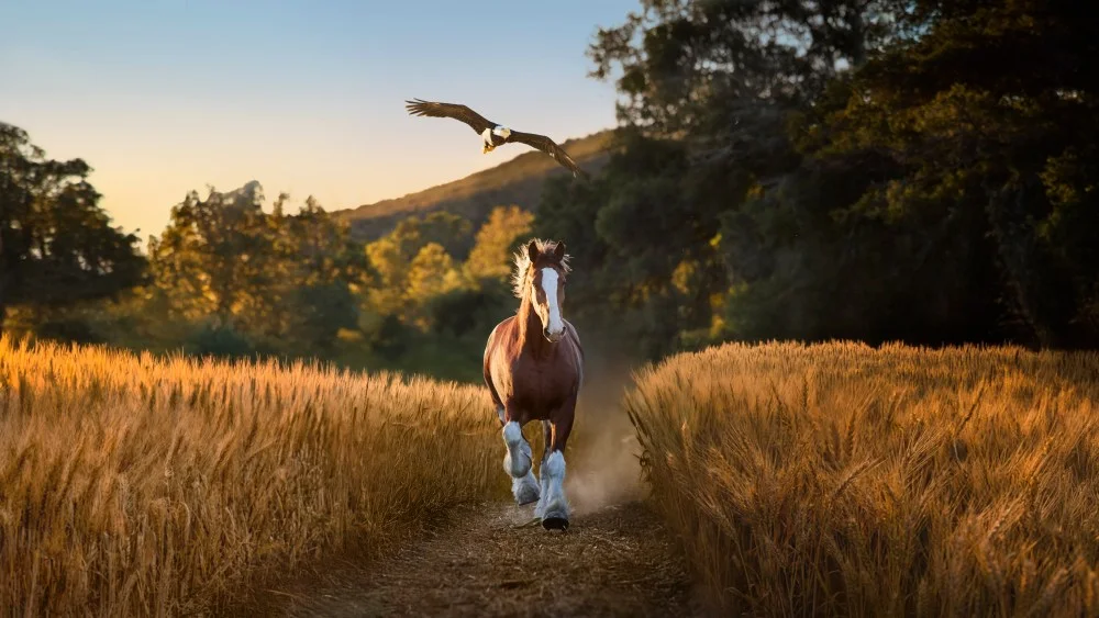 Budweiser Unites Clydesdales and Bald Eagle in 150th Anniversary Super Bowl Ad