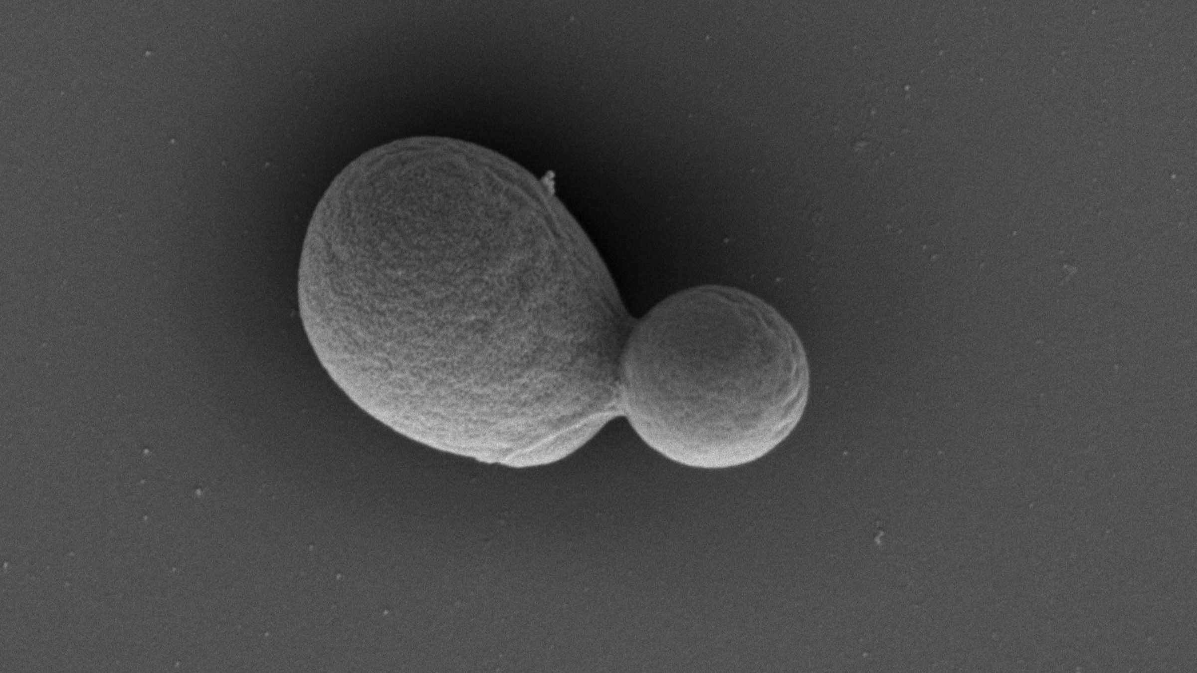 Advancements in Synthetic Biology: Creating a Fully Synthetic Yeast Genome