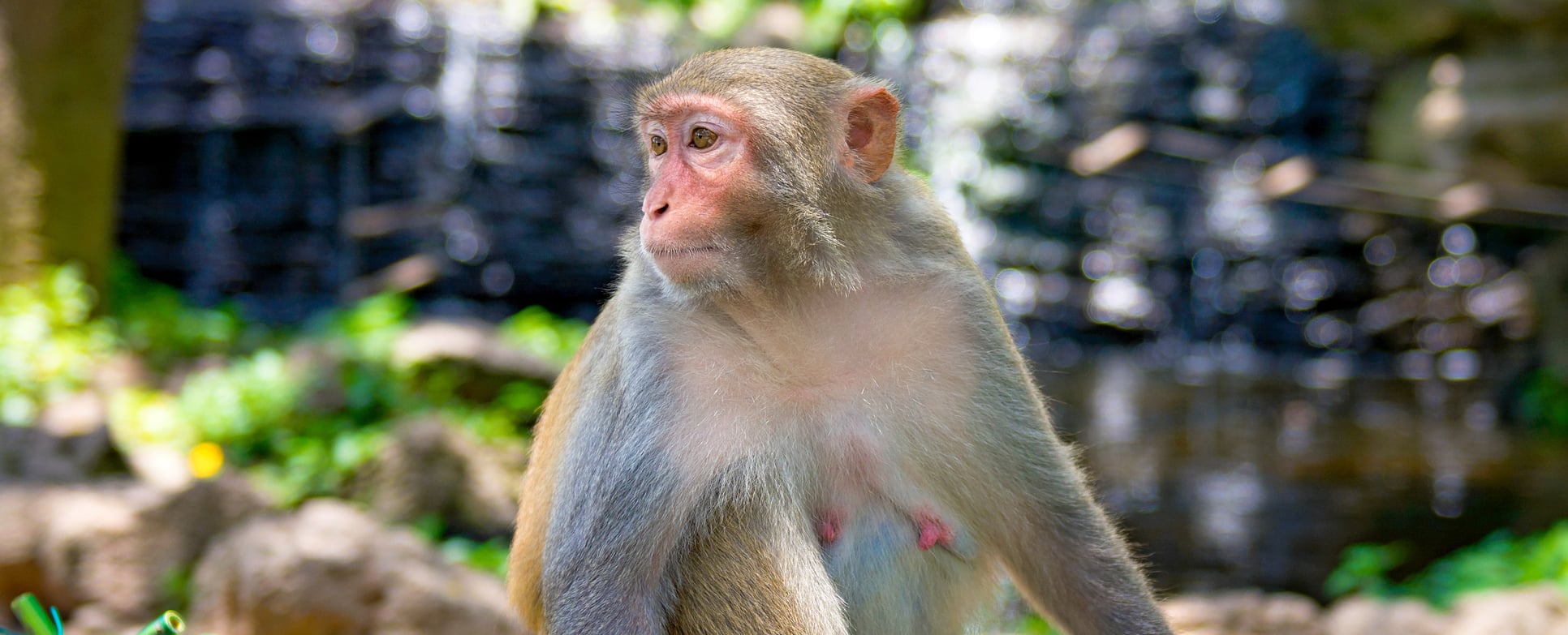 Featured image for "Metabolic Rewiring: Mapping Pregnancy's Impact on Organ Function in Monkeys"