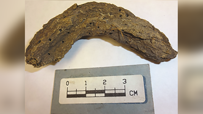 Featured image for Ancient Mexican feces uncover 1,300-year-old parasites and diseases