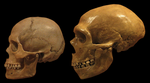 Featured image for Mathematical Model Suggests Genetic Dilution Led to Neanderthal Extinction