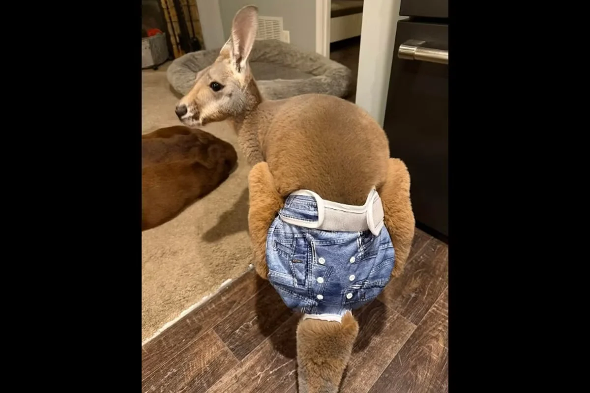 Kangaroo Chesney on the Loose in Wisconsin, Police Appeal for Tips