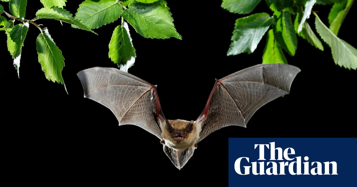 Unveiling the Unconventional Bat Sex Rituals: Insights from Church Cameras