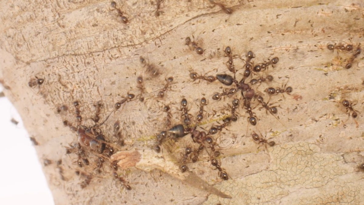 "Invasive Ants Trigger Ecological Chain Reaction, Altering Lions' Prey Selection"