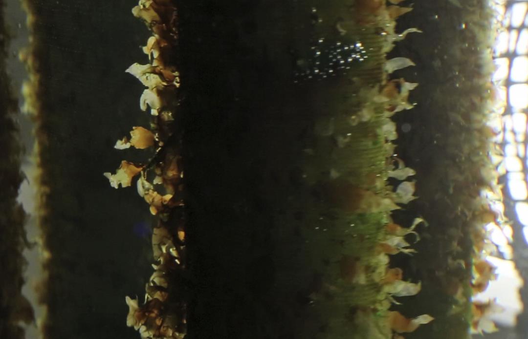 Featured image for Seaweed: The Xprize Winner's Plan to Save the Planet