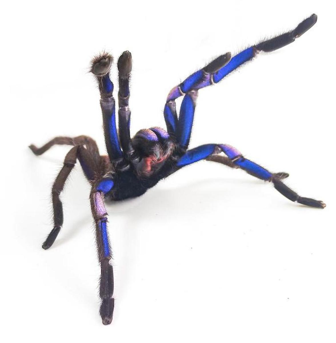 Featured image for "Rare Electric Blue Tarantula Species Discovered in Thailand"