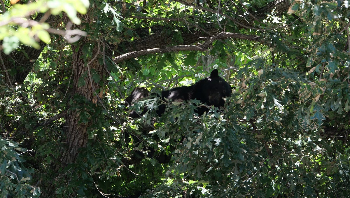 Bear Sightings Cause Campus Chaos in Colorado and Wyoming