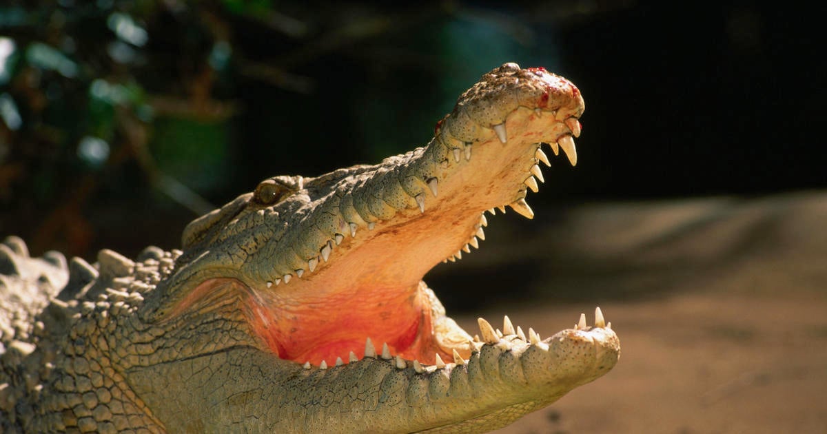 Featured image for Snorkeler's Survival: Prying Crocodile Jaws Off Head