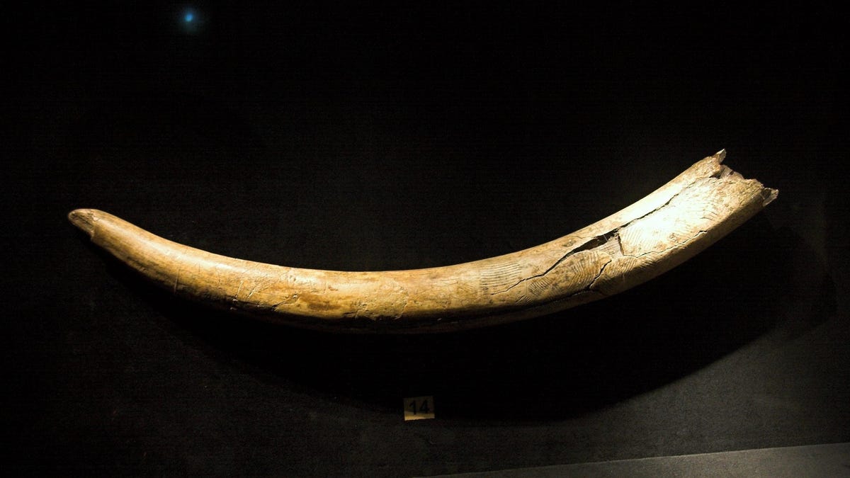 Featured image for "Woolly Mammoth's 14,000-Year Journey to Alaskan Campsite Revealed in Tusk"