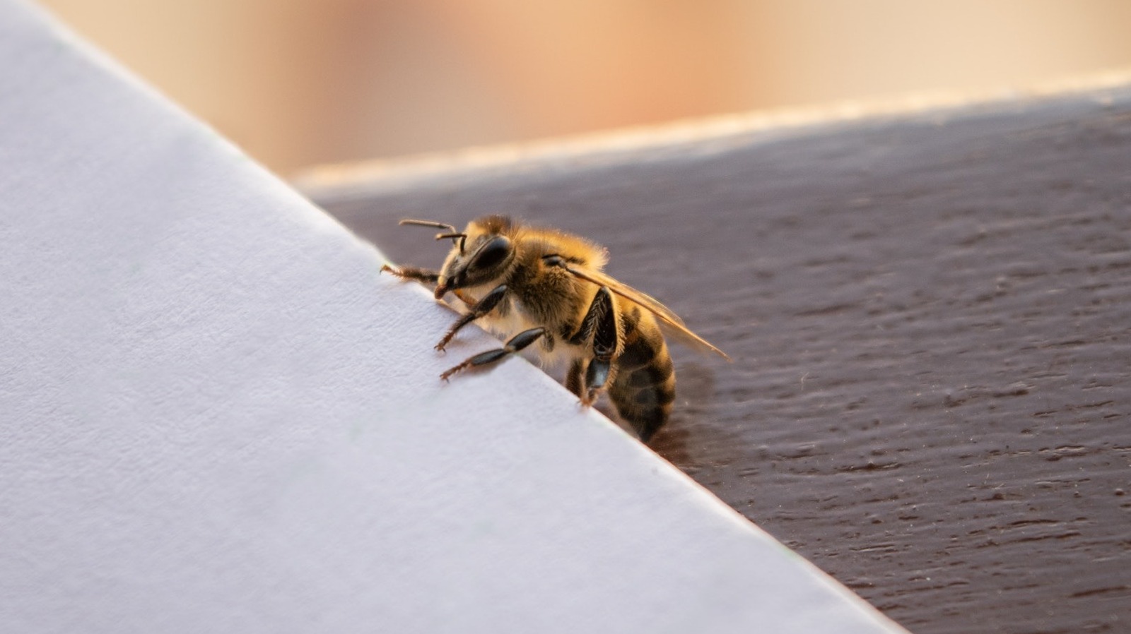 Featured image for "Beware: The Deadly Household Cleaner That Wipes Out Bees Instantly"