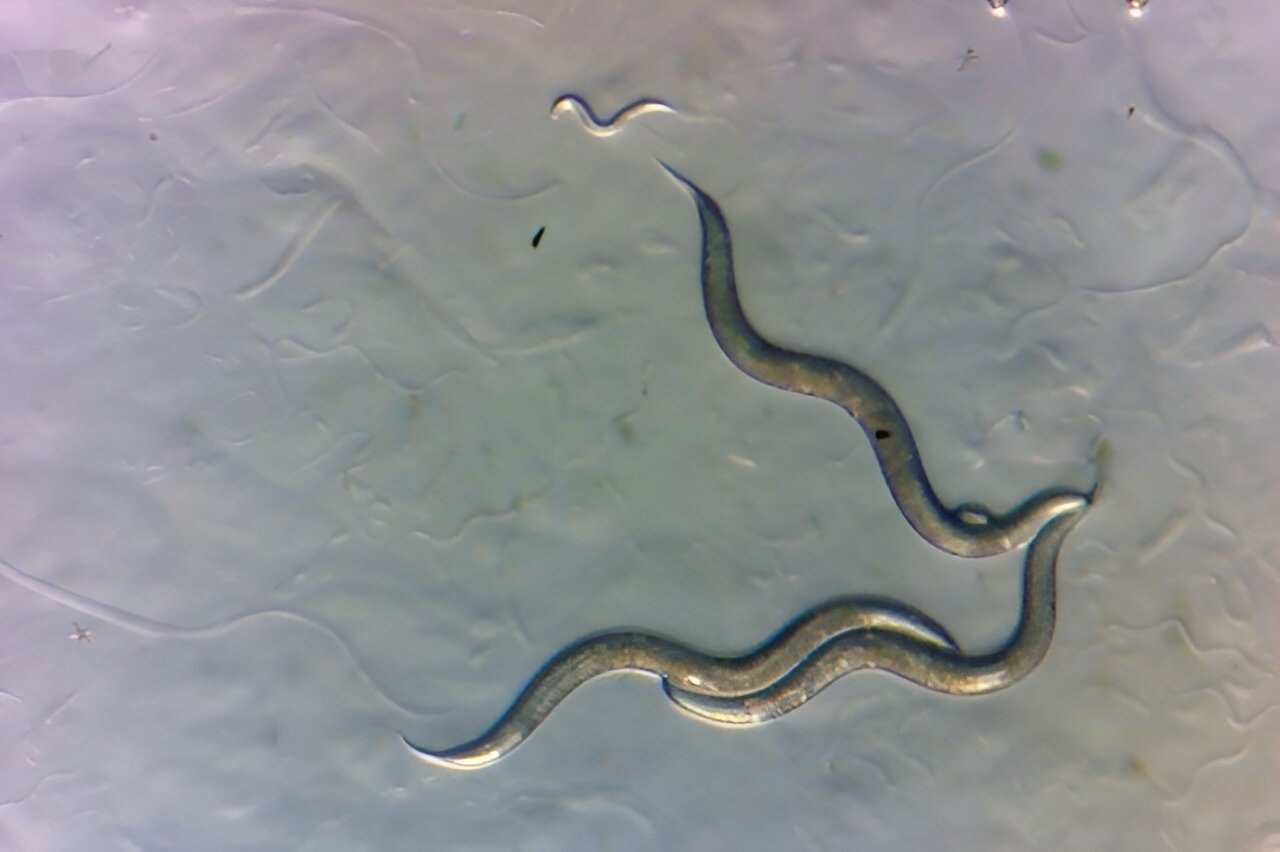 Featured image for "Chernobyl's Radiation-Resistant Worms Defy Genetic Impact"
