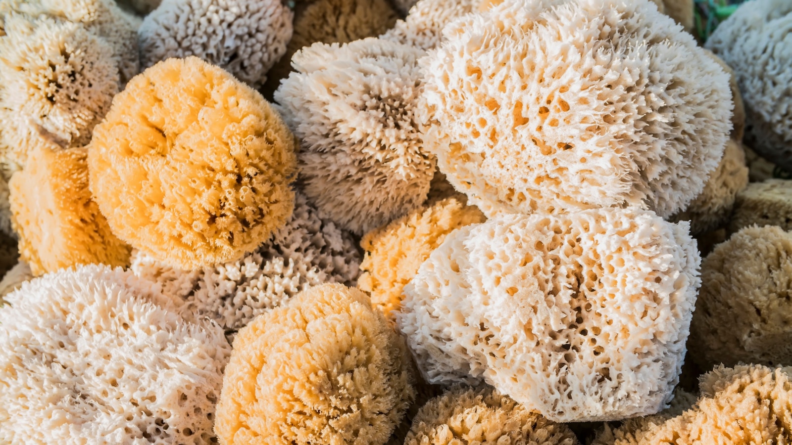 Featured image for "Sea Sponges Suggest Earth Has Surpassed 1.5°C Warming Limit"