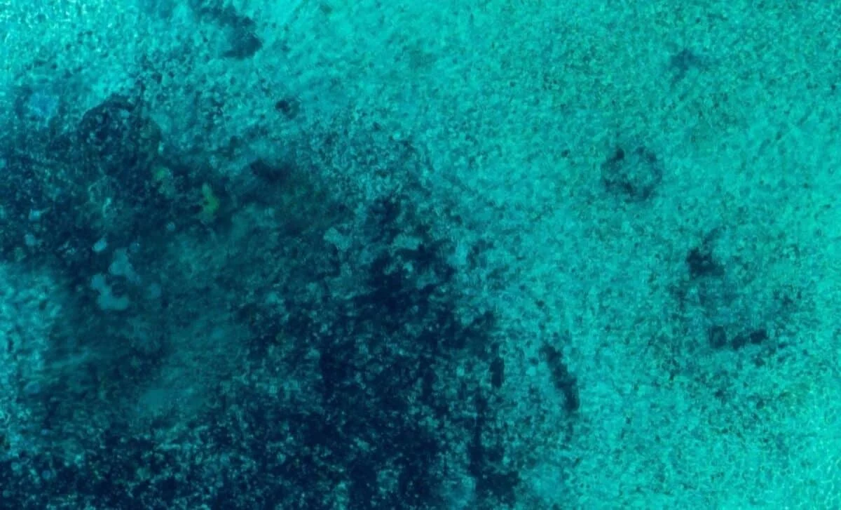 Ocean Calcium Decline Helped Cool Earth After the Dinosaurs