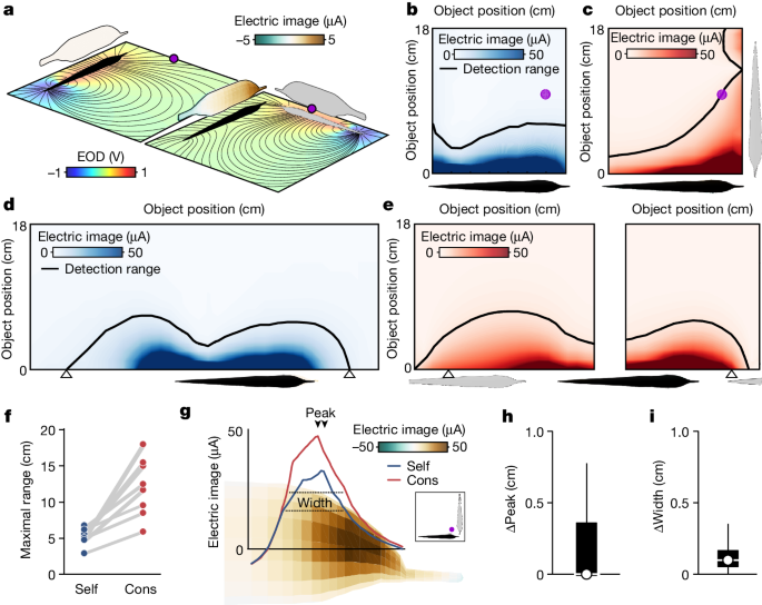 Featured image for "Uncovering Collective Sensing in African Electric Fish"