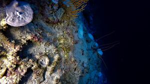 Unprecedented Discovery: Coral Reef Bleaching Found at Record Depths